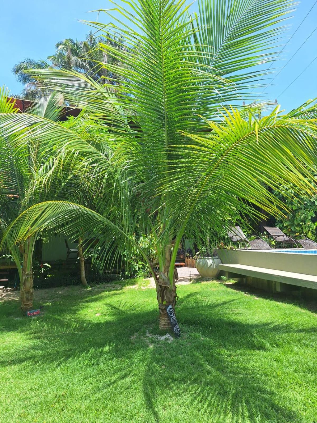 Carpe Diem Suites Taipu De Fora Marau  Bagian luar foto